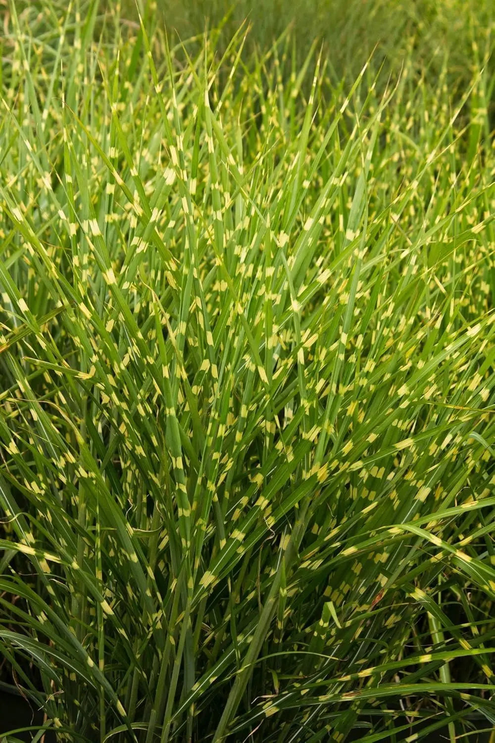 Ziergras Miscanthus sinensis 'Strictus' mit gestreiftem Zebraschilf, mehrjähriges Stauden Gänge Ziergras vor grünem Hintergrund