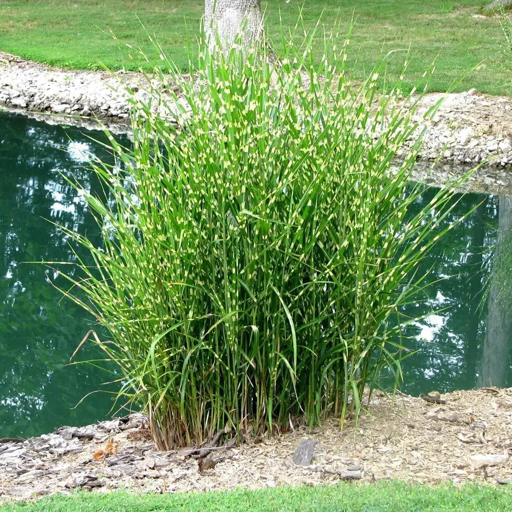 Ziergras Miscanthus sinensis 'Strictus' Zebraschilf von Stauden Gänge, hohe Staude mit gestreiftem Blattmuster, im Garten.