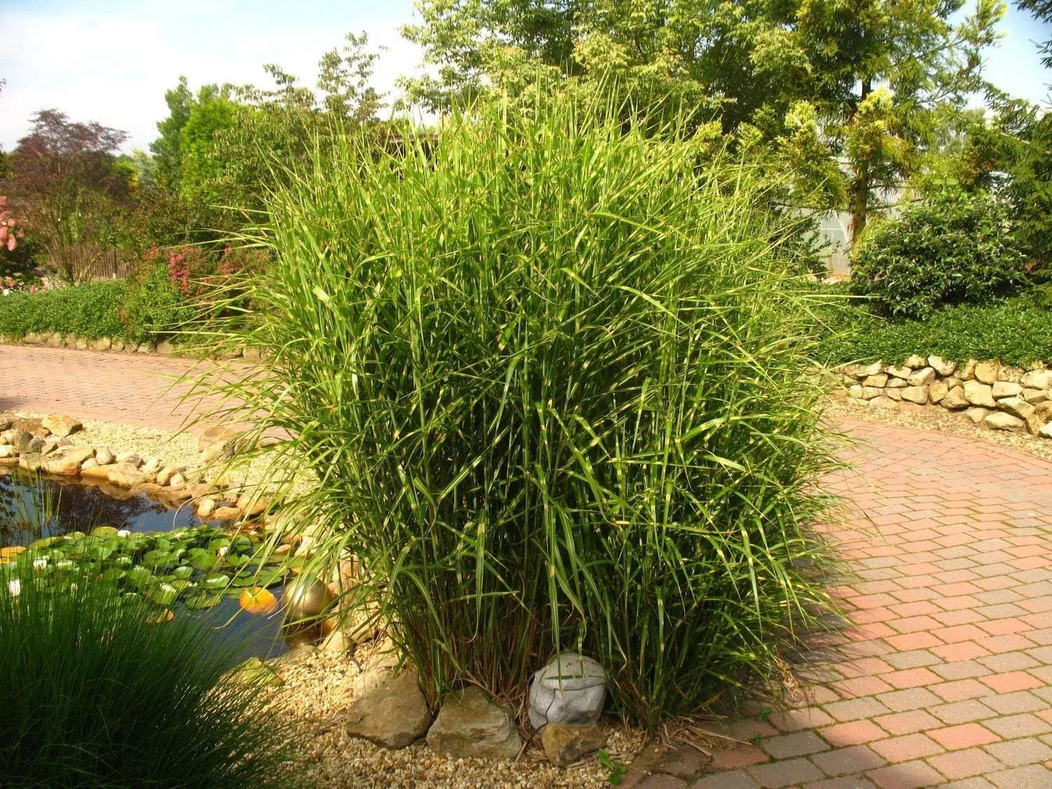 Ziergras Miscanthus sinensis 'Strictus' mit gestreiftem Laub, Stauden Gänge, dekoratives Ziergras im Garten