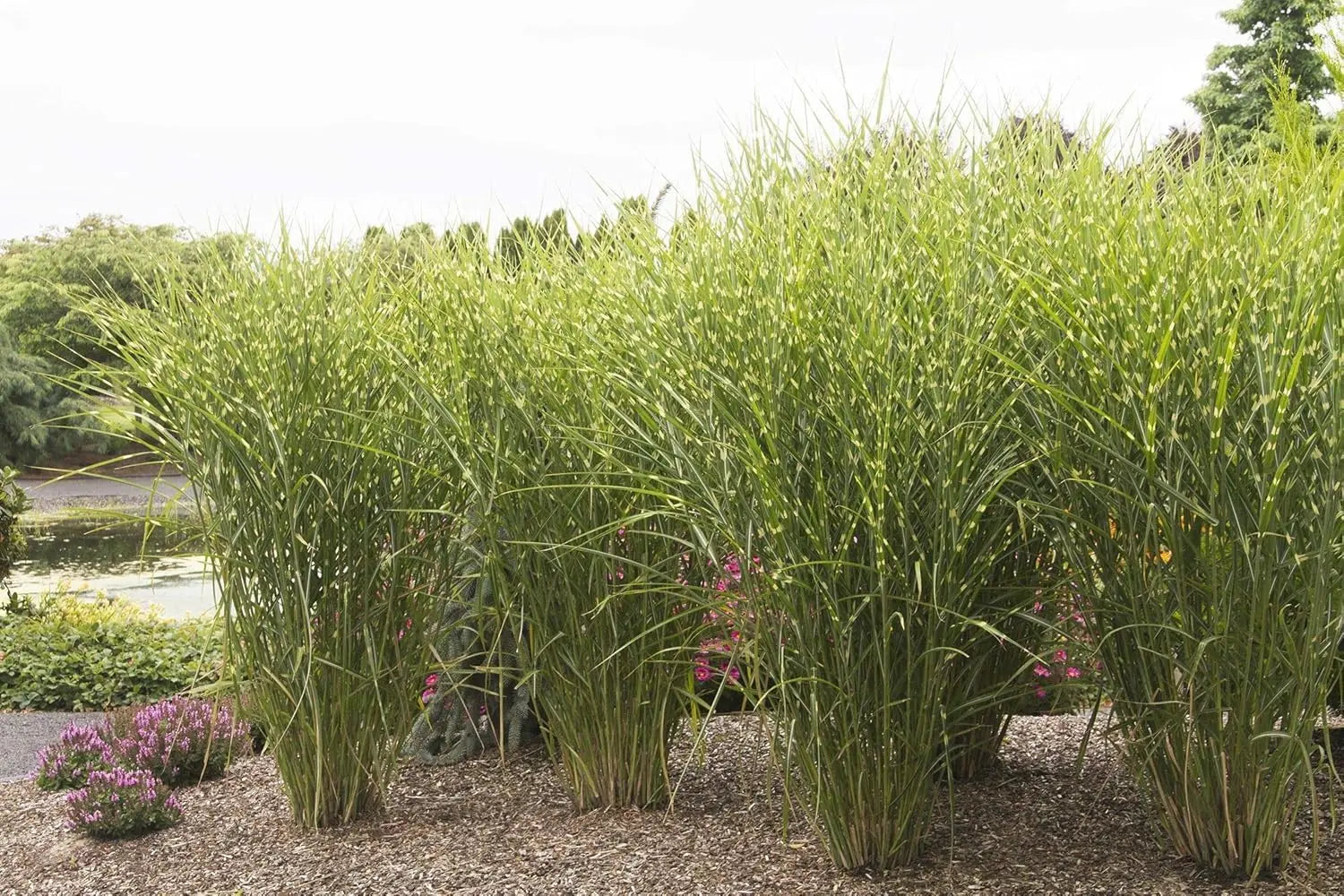 Zebraschilf Miscanthus sinensis 'Strictus' als Ziergras, mit gestreiftem Laub, von Stauden Gänge auf einem Gartenfoto.
