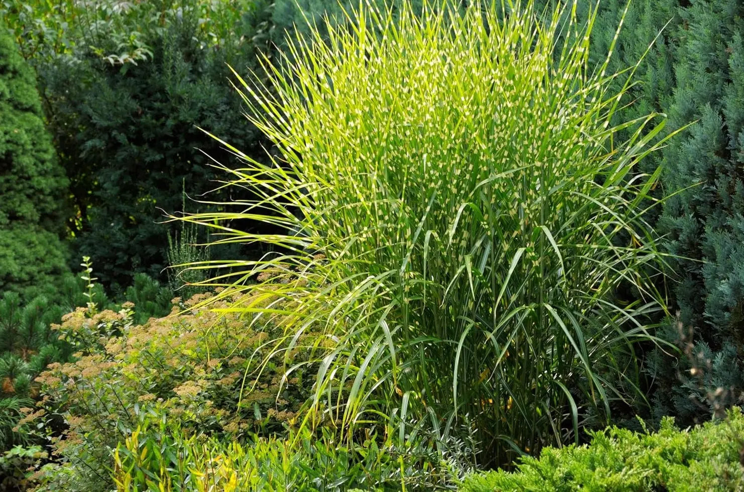 Ziergras Miscanthus sinensis 'Strictus' Zebraschilf im XXL Topf, Stauden Gänge, dekoratives Ziergras in großem Topf.