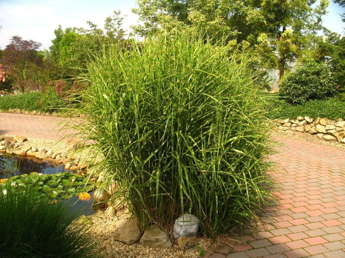 Zebraschilf Miscanthus sinensis 'Strictus' im XXL-Topf, Ziergras von Stauden Gänge, mit gestreiften Blättern und hohem Wuchs