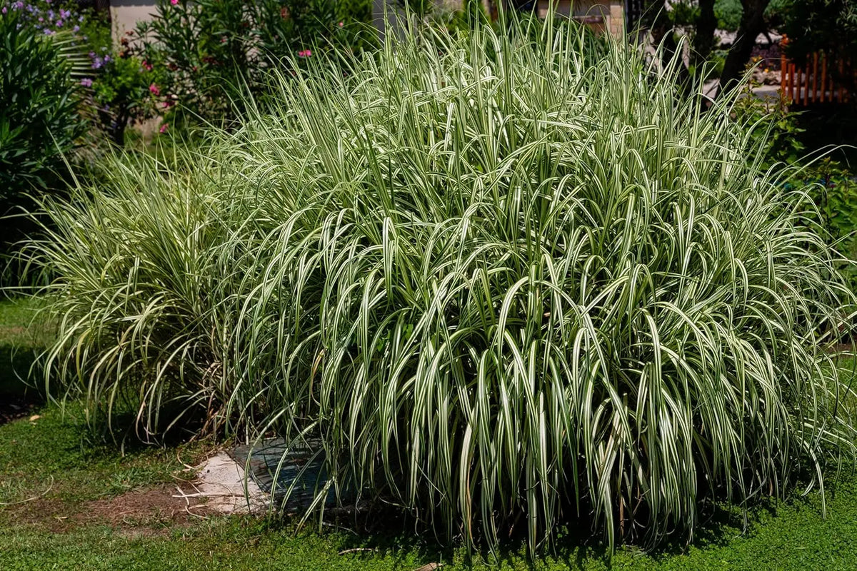 Ziergras Miscanthus sinensis 'Variegatus' mit weißen Streifen, Stauden Gänge, dekoratives Chinaschilf im Garten