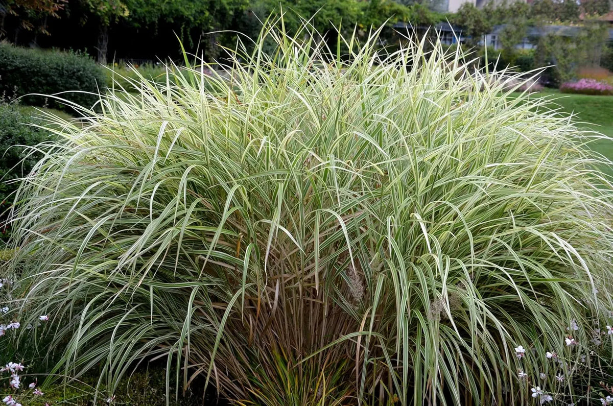 Ziergras Miscanthus sinensis 'Variegatus' mit weißen Streifen, Stauden Gänge, dekoratives Chinaschilf im Garten