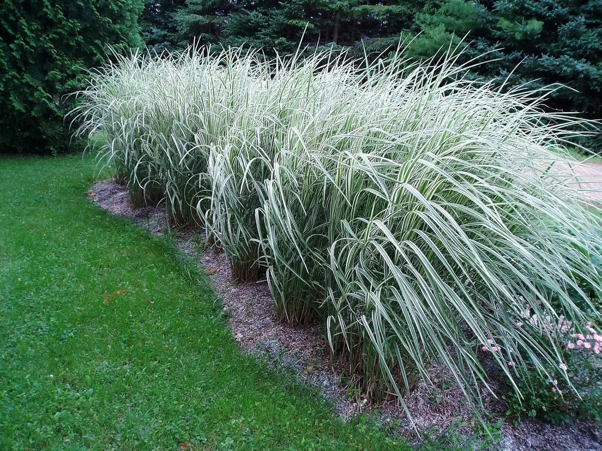 Ziergras Miscanthus sinensis 'Variegatus' mit weißen Streifen, Stauden Gänge, dekoratives Chinaschilf im Garten