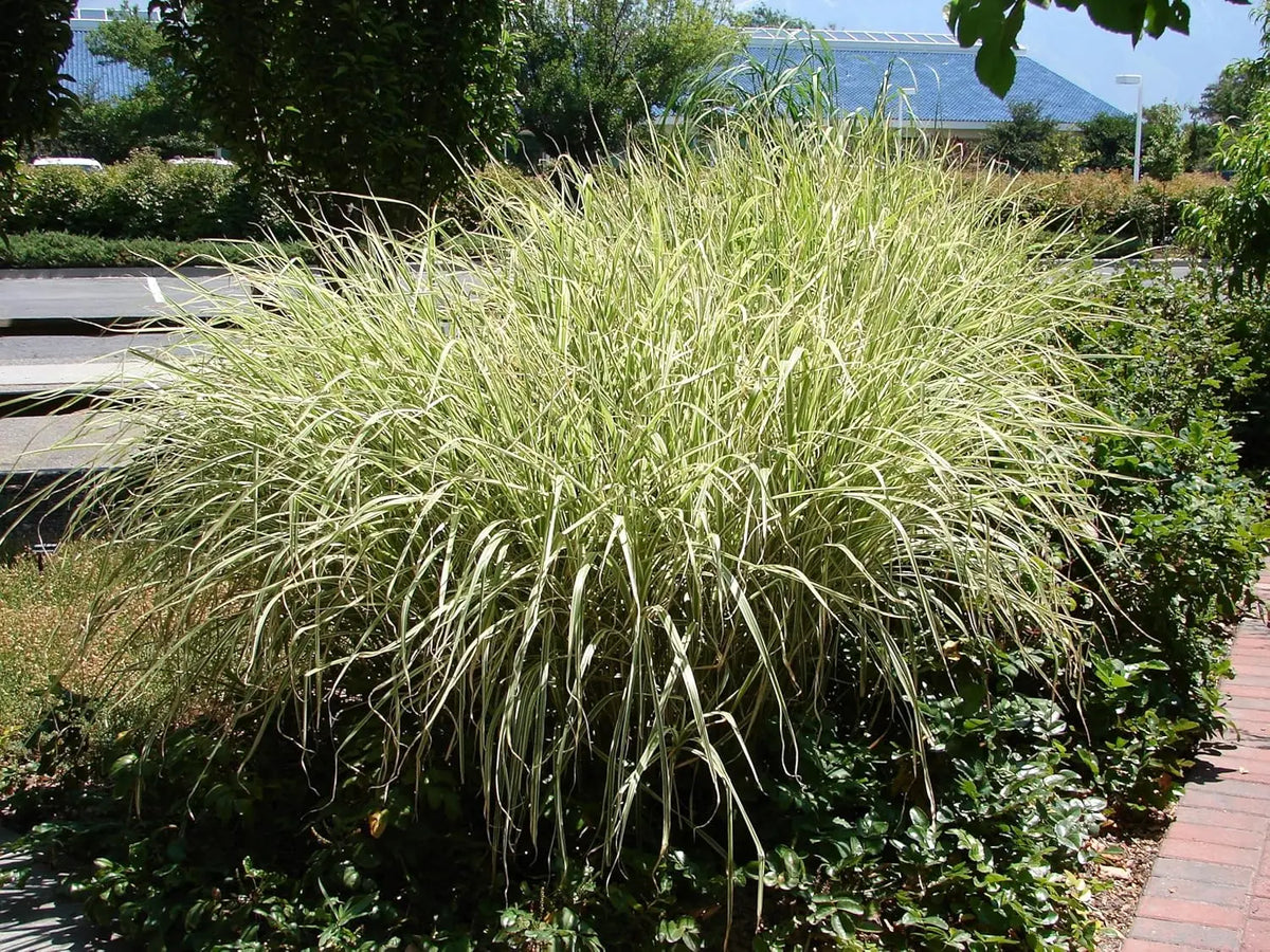 Ziergras Miscanthus sinensis 'Variegatus' mit weißen Streifen, haltbar im Garten, von Stauden Gänge, detailreiche Aufnahme