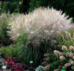 Ziergras Miscanthus sinensis 'Verneigung' mit silbernen Blättern und hohen, schwingenden Halmen, Stauden Gänge, Weißes Chinaschilf