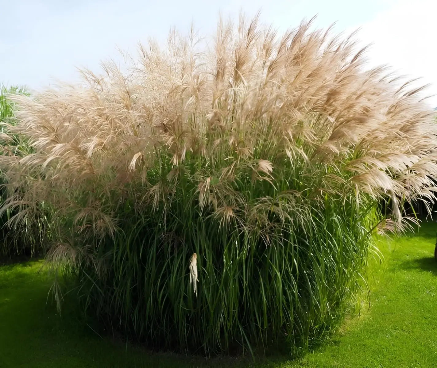 Miscanthus sinensis 'Verneigung', weißes Chinaschilf, Ziergras mit schmalen, silbrigen Blättern und aufrechten Halmen, Stauden Gänge