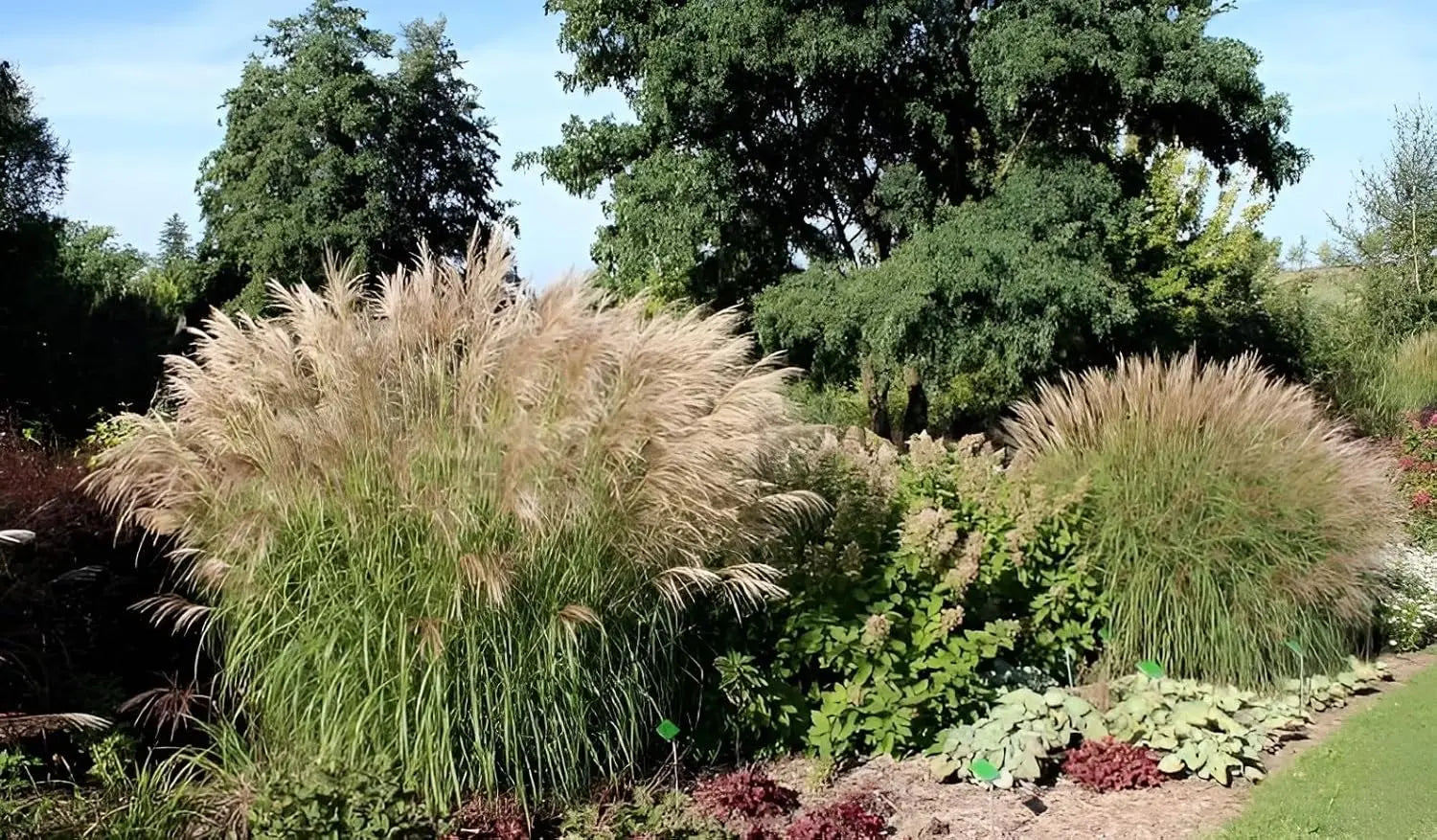 Ziergras Miscanthus sinensis 'Verneigung' mit silbrigen Blättern und eleganten Halmen, Stauden Gänge, Weißes Chinaschilf.