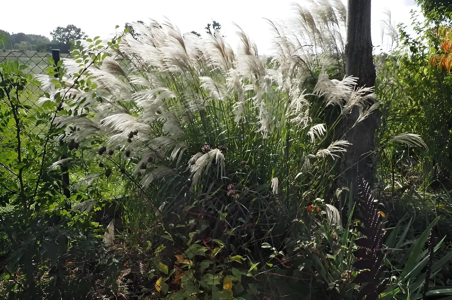 Ziergras Miscanthus sinensis 'Verneigung' mit weißen Blütenrispen, Stauden Gänge, im Garten.