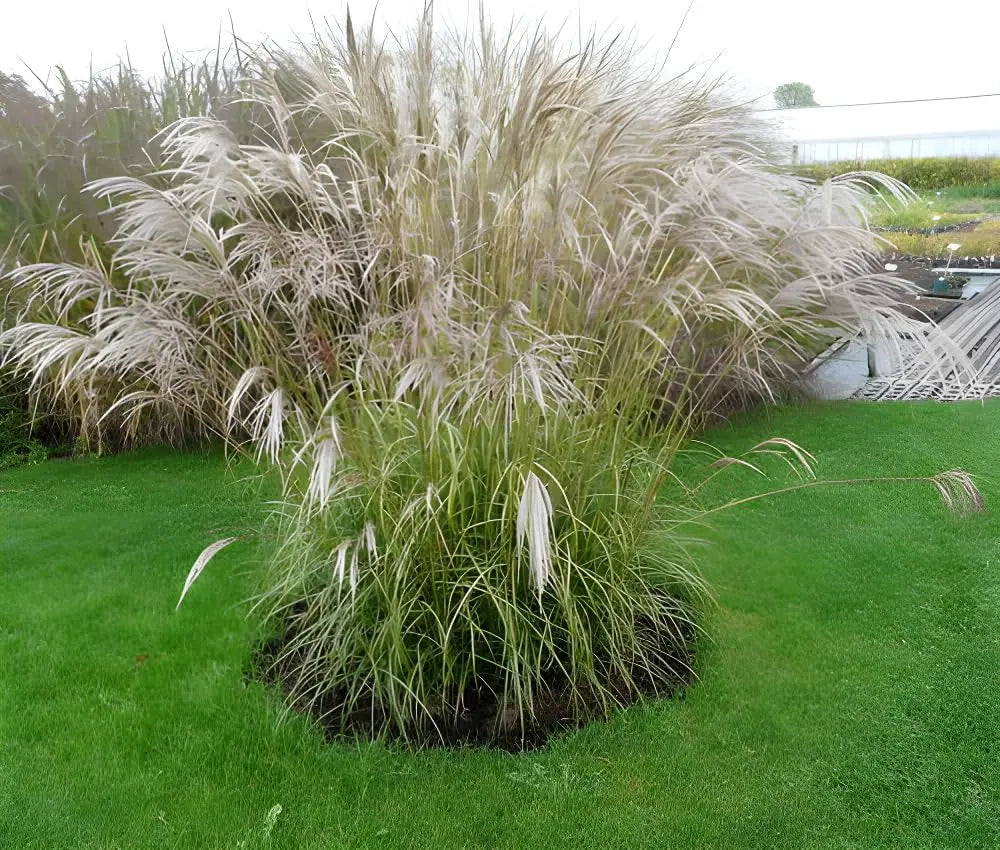 Ziergras Miscanthus sinensis 'Verneigung' mit weißen Blüten, Stauden Gänge, dekoratives Chinaschilf im Garten, natürliche Pflanzenpracht