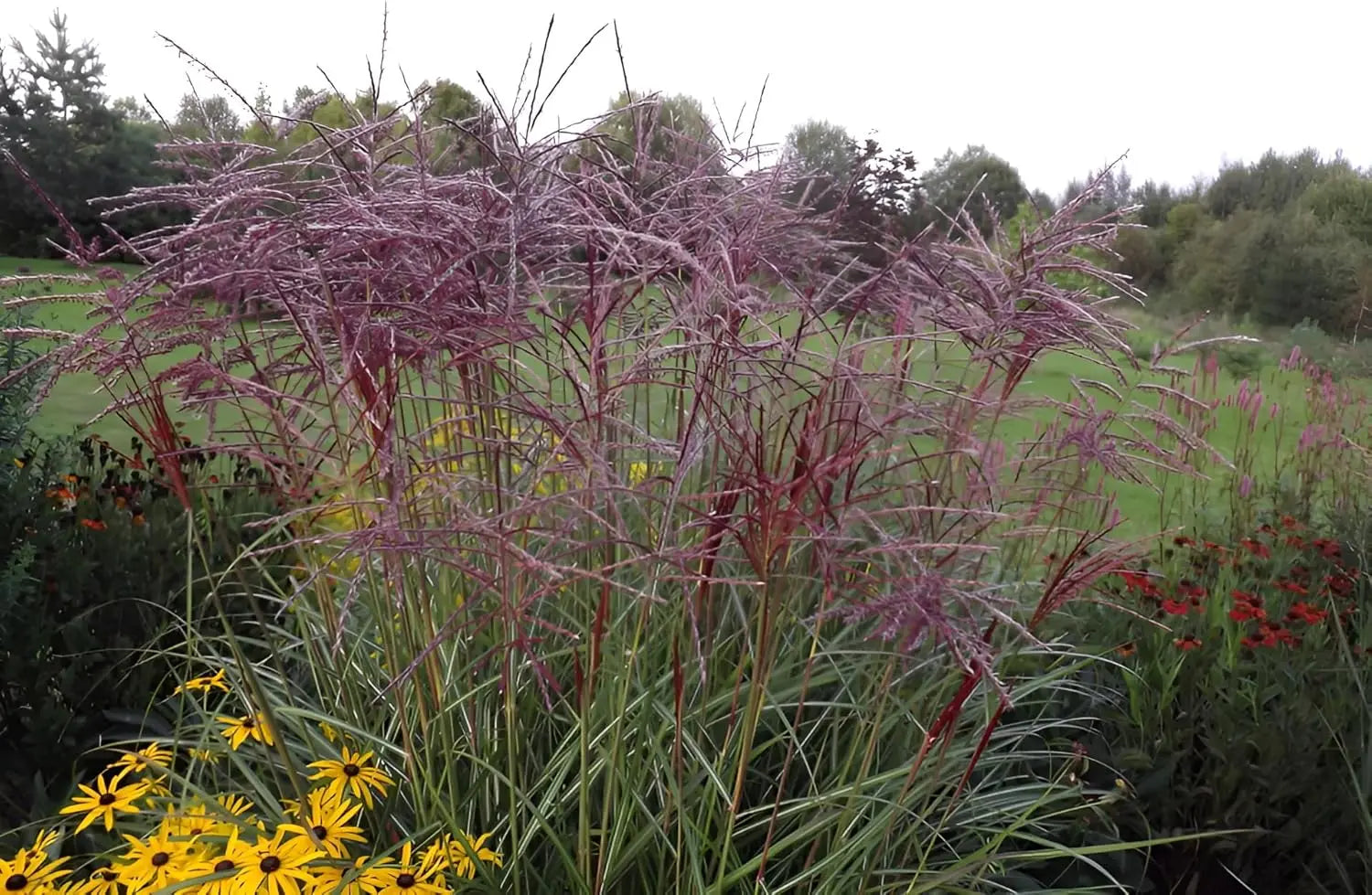 Rotes Chinaschilf (Miscanthus sinensis 'Versammlung') als Ziergras mit langen, roten Blättern und grazilen Wedeln, Stauden Gänge