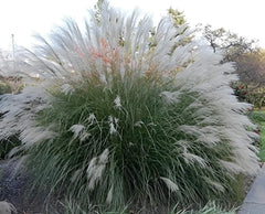 Ziergras Miscanthus sinensis 'Yaku Jima' von Stauden Gänge, mit hoch aufragenden, schmalen Blättern in einem Garten.