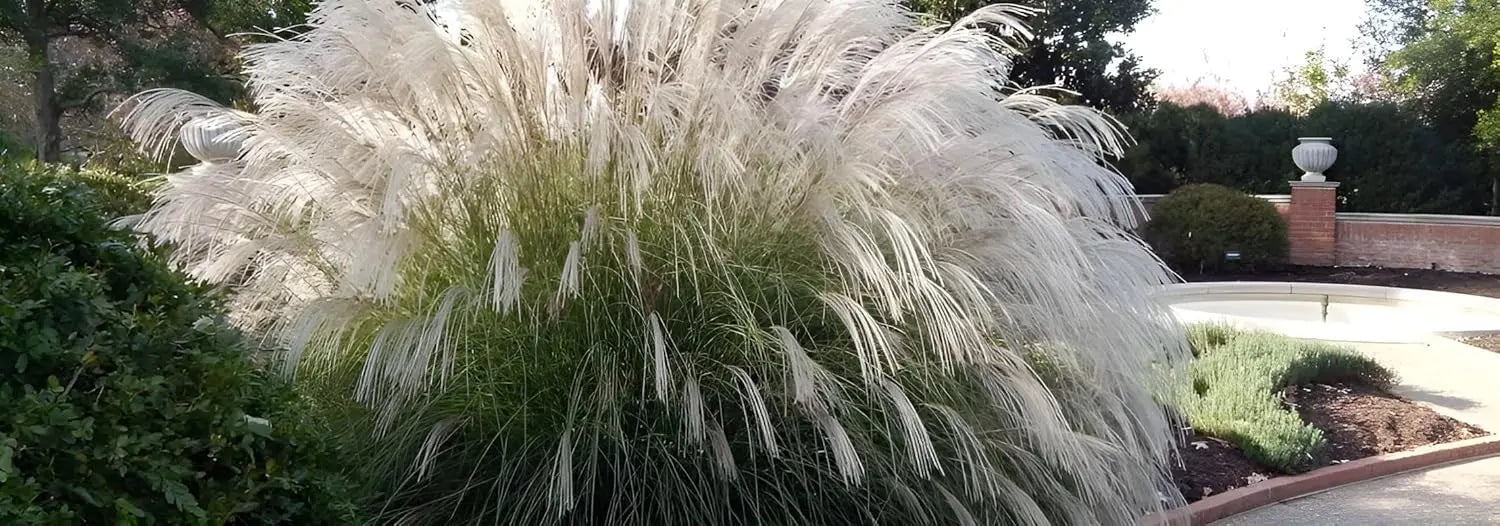 Ziergras Miscanthus sinensis 'Yaku Jima' von Stauden Gänge, mit schmalen, hohen, silbrigen Blättern und eleganter Wuchsform.