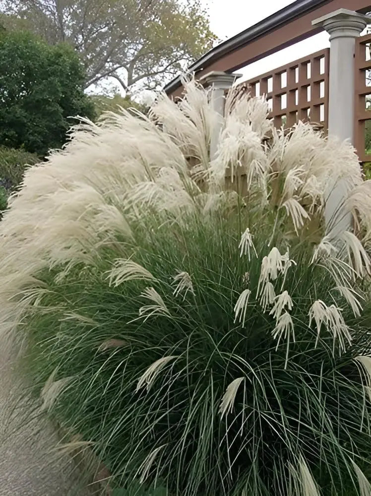 Ziergras Miscanthus sinensis 'Yaku Jima' von Stauden Gänge, mit schmalen, silbrigen Blättern und aufrechtem Wuchs.