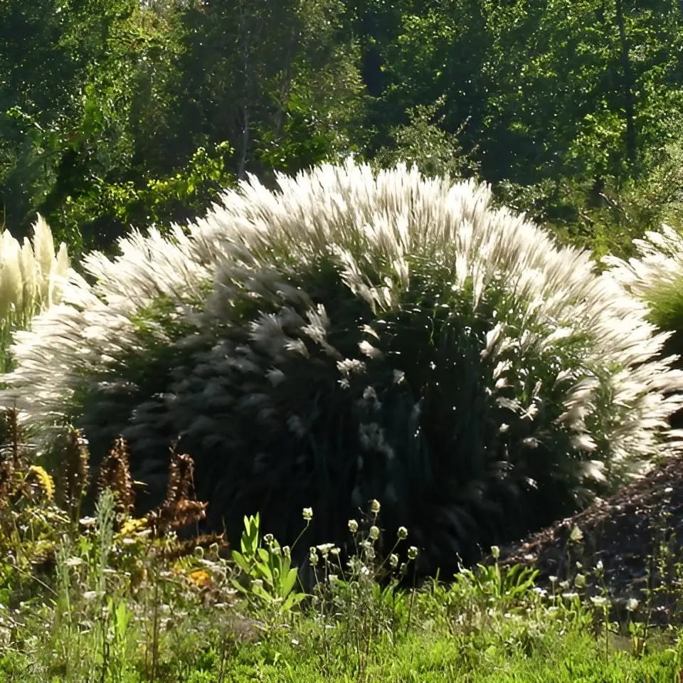Ziergras Miscanthus sinensis 'Yaku Jima' von Stauden Gänge, mit schmalen, silbrigen Blättern und aufrechtem Wuchs.