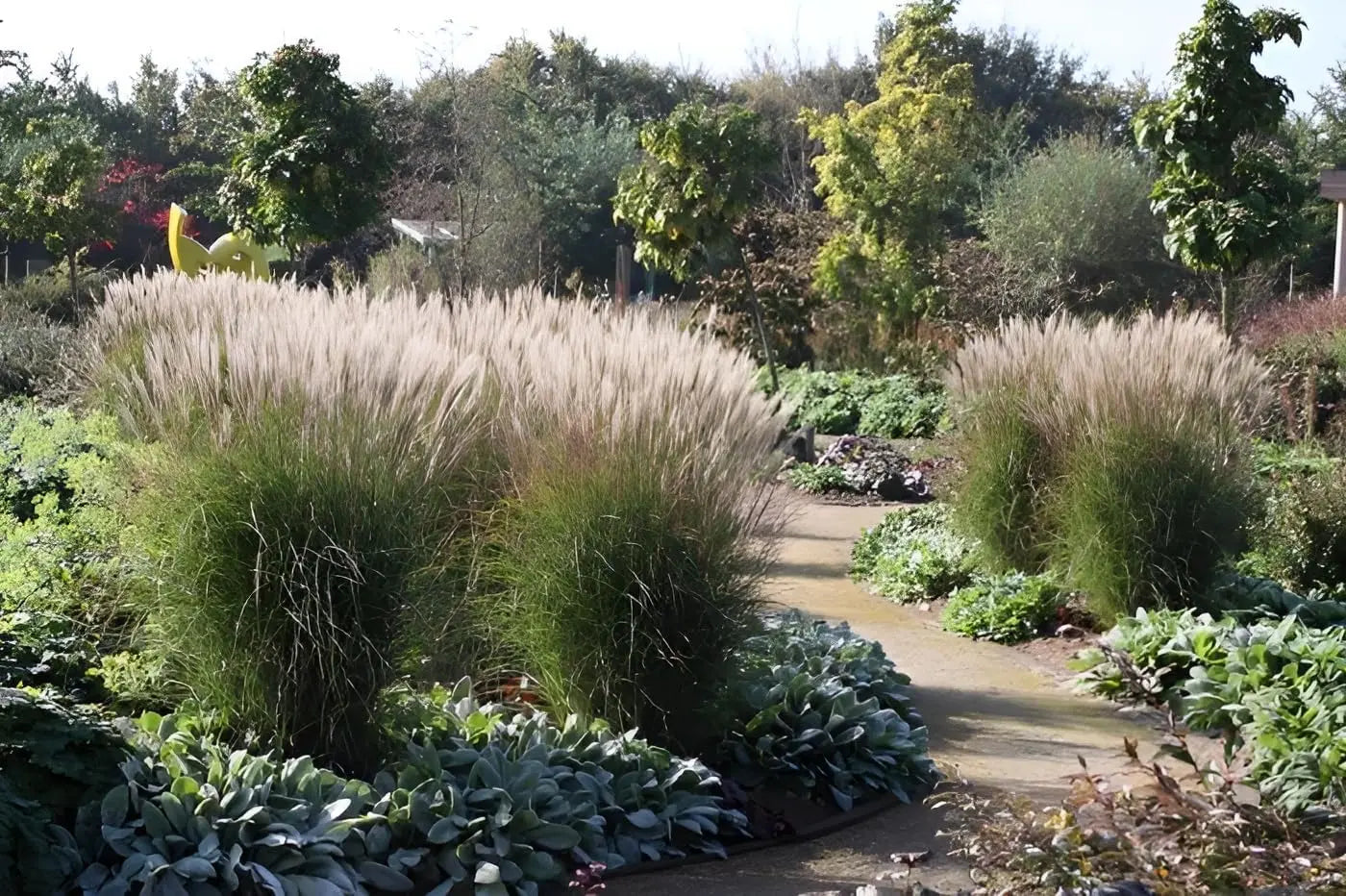 Ziergras Miscanthus sinensis 'Yaku Jima' von Stauden Gänge, mit hohen, schmalen Blättern und eleganter Wuchsform