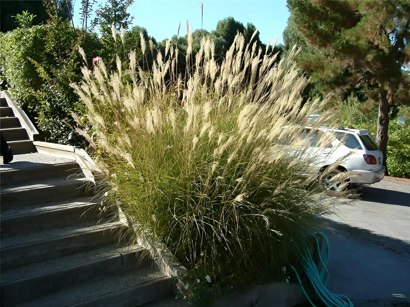 Ziergras Miscanthus sinensis 'Yaku Jima' von Stauden Gänge mit silber-weißem Laub, dekoratives Chinaschilf im Garten