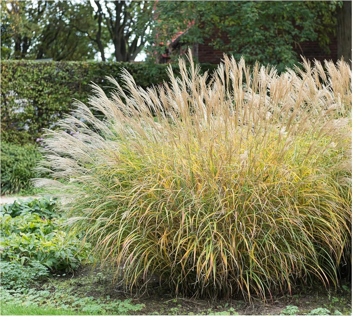 Ziergras Miscanthus sinensis 'Yaku Jima' von Stauden Gänge, mit schmalen, grün-silbrigen Blättern und aufrechtem Wuchs.