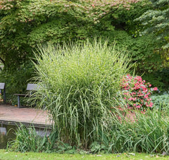 Ziergras Miscanthus sinensis 'Zebrinus' mit überhängenden Blättern und markanten Zebra-Streifen, Stauden Gänge