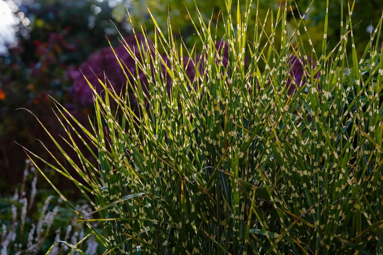 Ziergras Miscanthus sinensis 'Zebrinus' mit überhängenden, gestreiften Blättern, Stauden Gänge, Chinaschilf, dekorative Pflanze