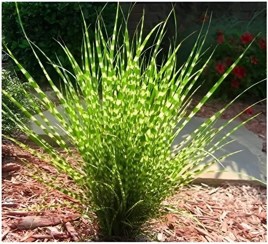 Ziergras Miscanthus sinensis 'Zebrinus' mit schmalen, gestreiften Blättern, überhängend, von Stauden Gänge.
