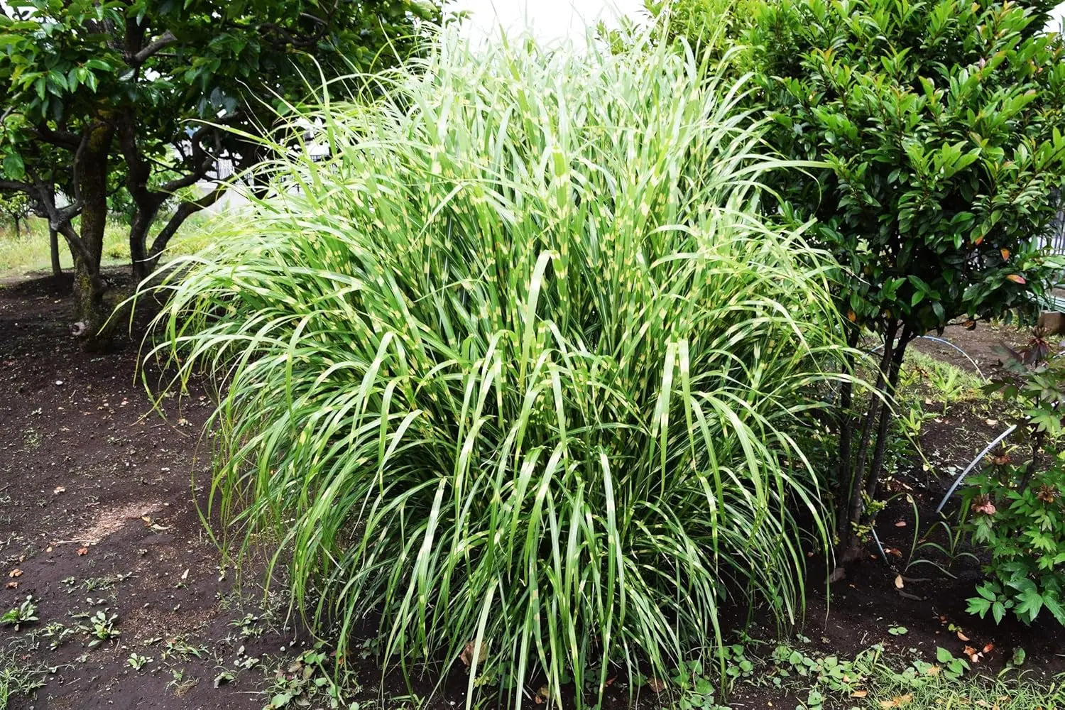 Ziergras Miscanthus sinensis 'Zebrinus' im XXL Topf, überhängendes Zebra Chinaschilf, grüne und gestreifte Blätter.