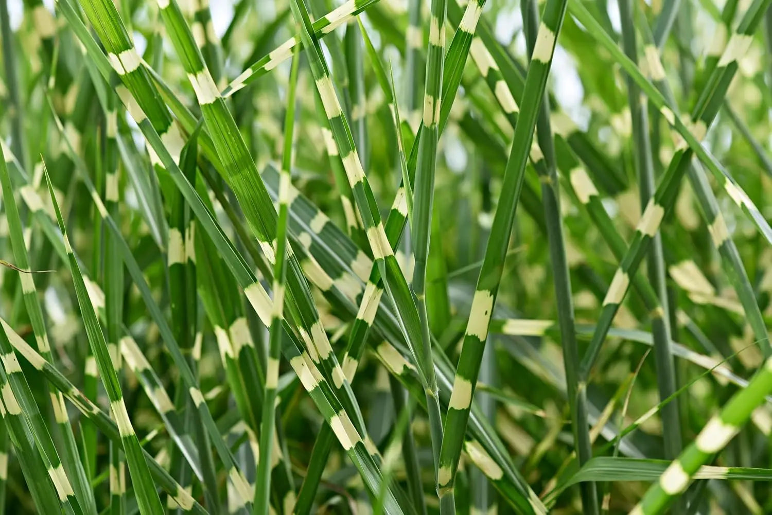 Ziergras Miscanthus sinensis 'Zebrinus' in XXL Topf, überhängendes Zebra-Chinaschilf, grünes Laub, dekoratives Ziergras