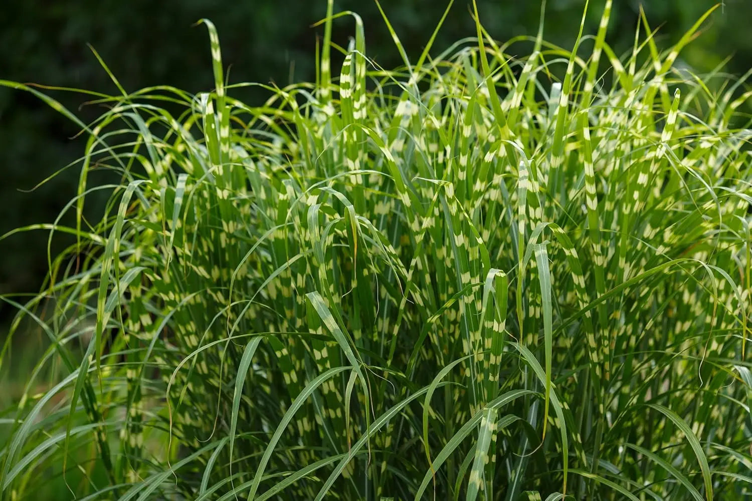 Ziergras Miscanthus sinensis 'Zebrinus' in XXL Topf, mit gestreiften Blättern, überhängend, von Stauden Gänge.