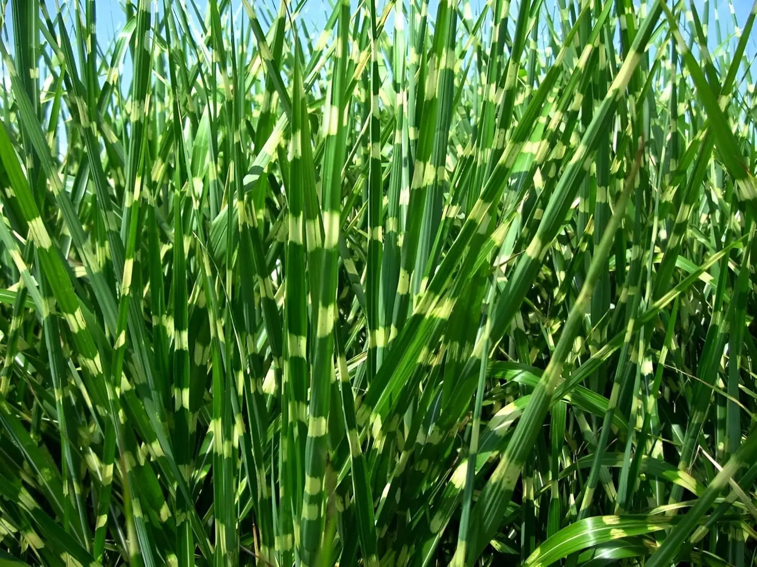 Ziergras Miscanthus sinensis 'Zebrinus' in XXL Topf, überhängendes Zebra Chinaschilf mit gestreiften Blättern, Stauden Gänge