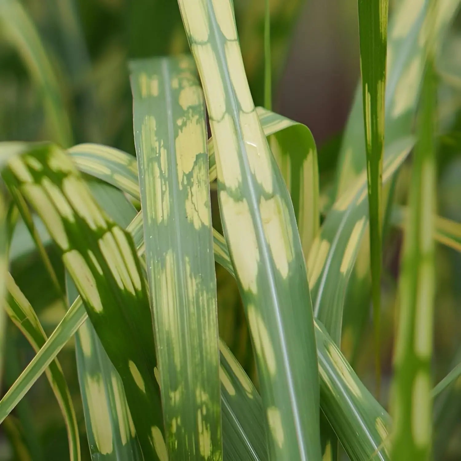 Ziergras Miscanthus x giganteus 'Aligator' – Riesen-Chinaschilf, Elefantengras mit langen, schmalen Blättern, Stauden Gänge.