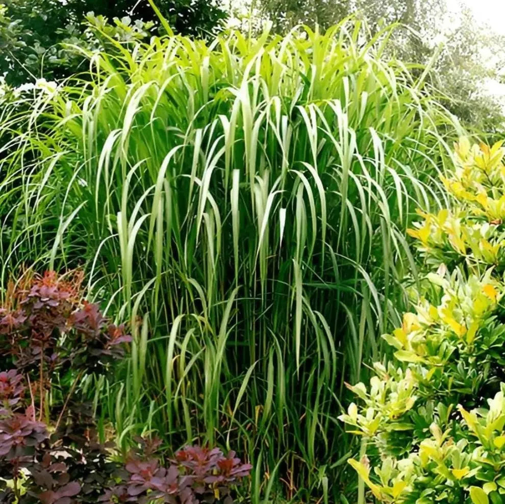 Rotes Miscanthus x giganteus 'Meidl', Elefantengras, Ziergras von Stauden Gänge, mit grünen, schmalen Blättern und rotem Hain.