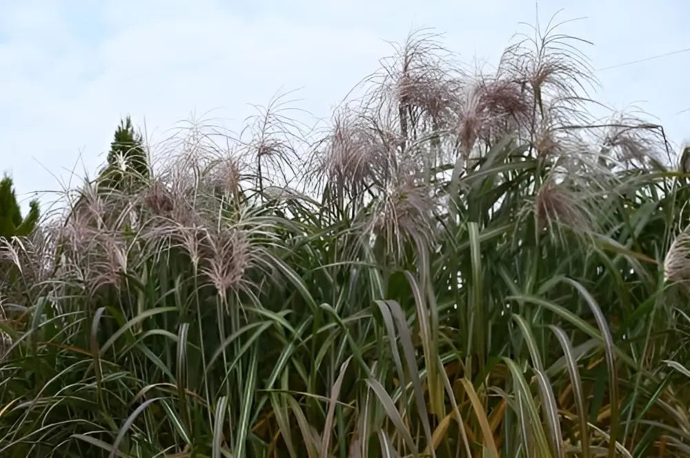 Rotes Miscanthus x giganteus 'Meidl', Elefantengras, Ziergras von Stauden Gänge, große, dekorative Grasstaude mit rotem Laub
