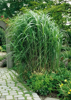 Ziergras Miscanthus x giganteus, Riesenchinaschilf oder Elefantengras, mit hohen, eleganten, silbrig-grünen Blättern.