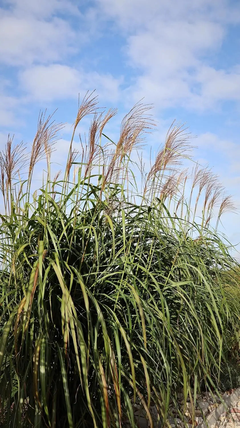 Ziergras Miscanthus x giganteus, Riesenchinaschilf oder Elefantengras, von Stauden Gänge, mit hohen, grazilen Halmen.