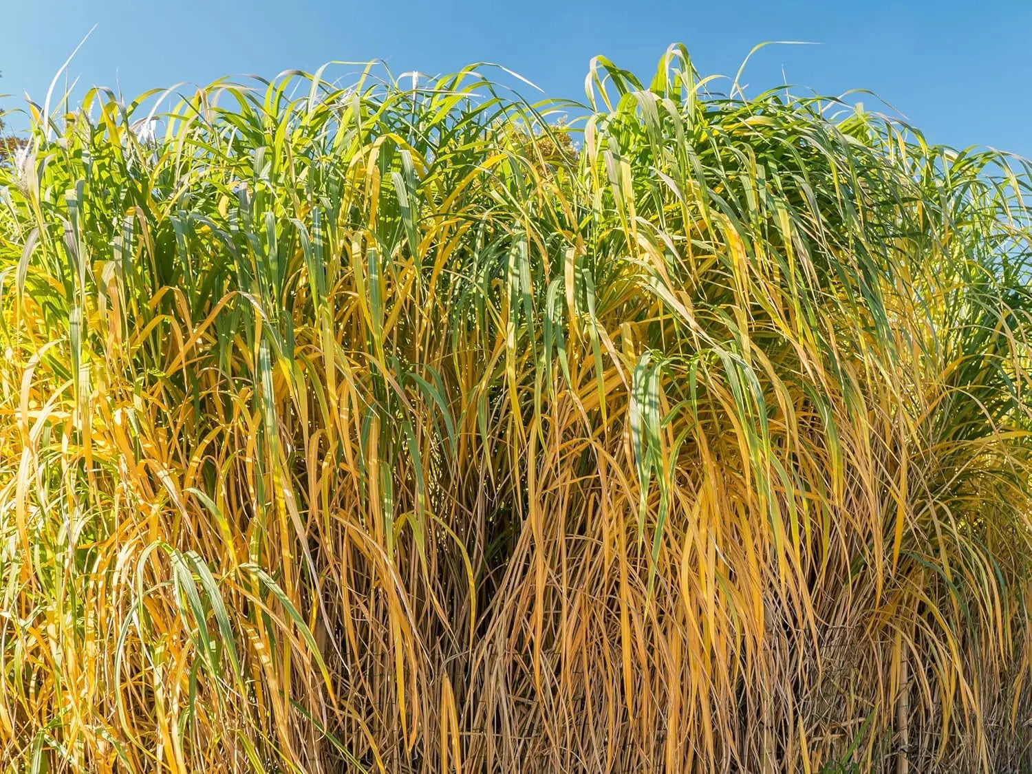 Miscanthus x giganteus, Riesenchinaschilf, Elefantengras, Ziergras von Stauden Gänge, hohe, grazile Gräserpflanze