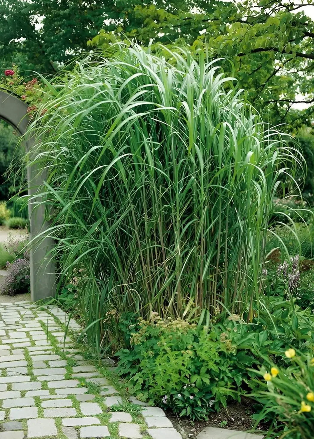 Miscanthus x giganteus, Riesenchinaschilf, Ziergras im XXL Topf, Elefantengras von Stauden Gänge, grünes, hohes Ziergras