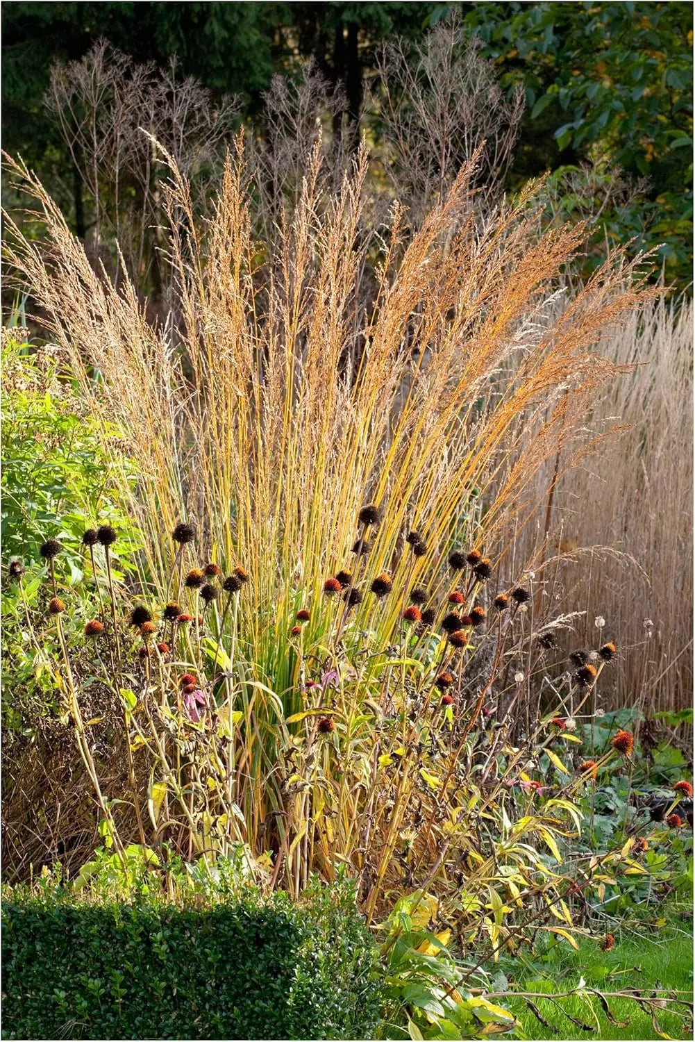 Hohes Molinia arundinacea 'Karl Foerster', Ziergras von Stauden Gänge, mit schmalen, aufrechten Gräsern und feinen Blütenständen