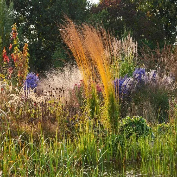 Hohes Molinia arundinacea 'Karl Foerster' Ziergras von Stauden Gänge, mit schilfartigen, aufrechten Halmen und grünen Blättern