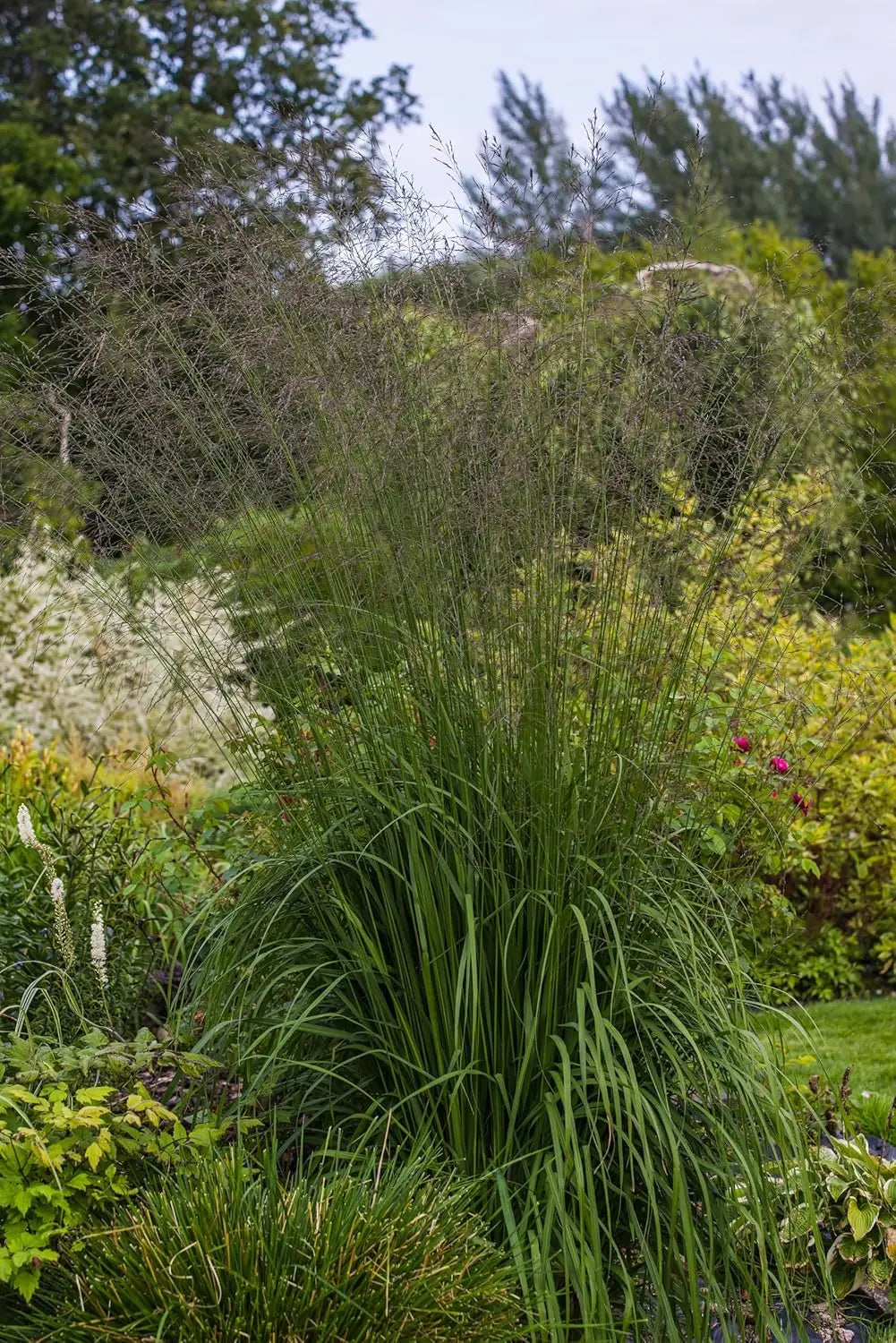 Hohes Pfeifengras Molinia arundinacea 'Karl Foerster' als Ziergras, mit schmalen, hohen Gräsern und feinem Blätterwuchs.