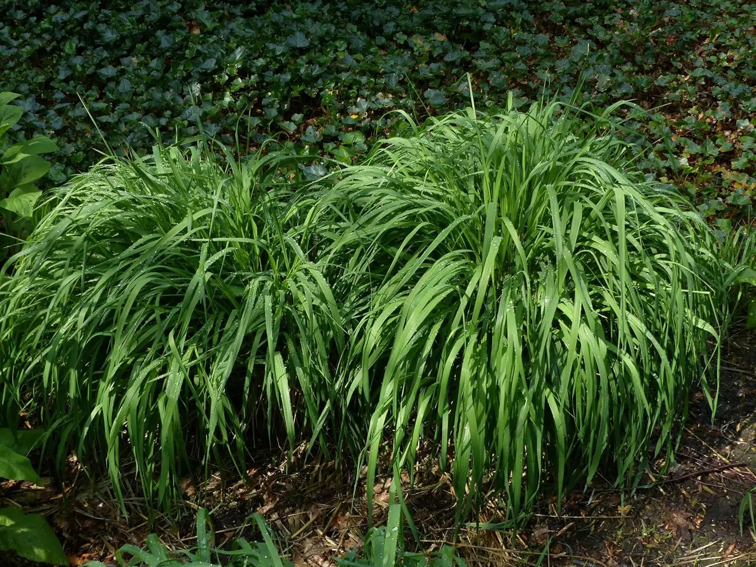 Ziergras Molinia arundinacea 'Transparent' in XXL-Topf, großes Riesen Pfeifengras, Stauden Gänge, dekoratives Ziergras