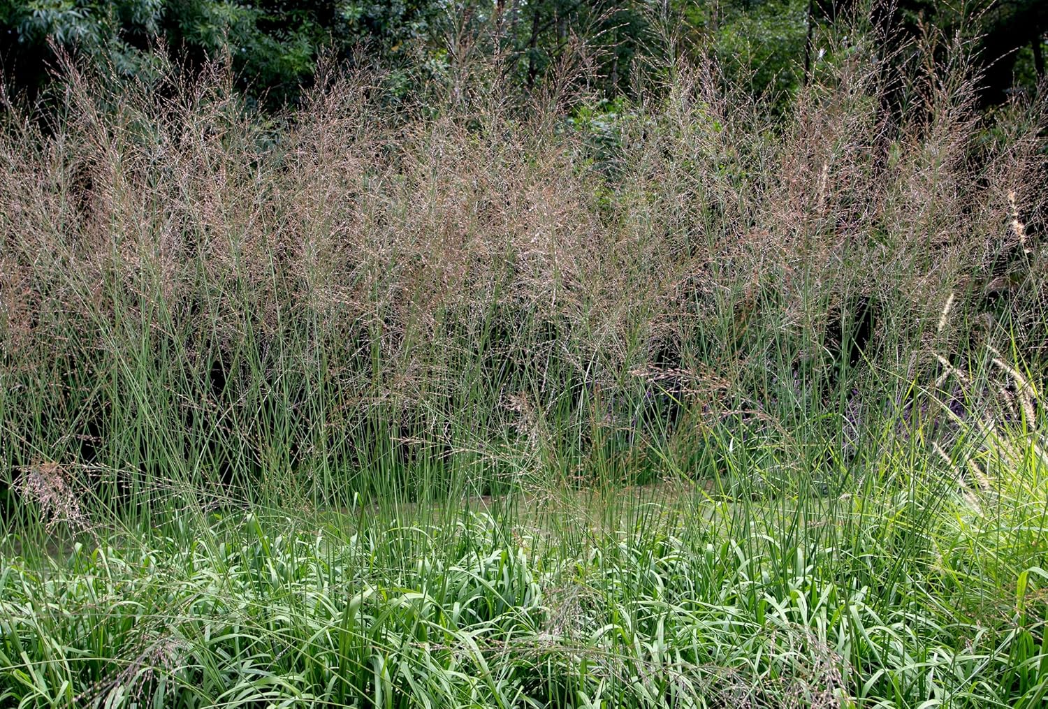Großes Molinia arundinacea 'Transparent' Ziergras im Topf, Riesen Pfeifengras, Stauden Gänge, grüne, schilfähnliche Blätter