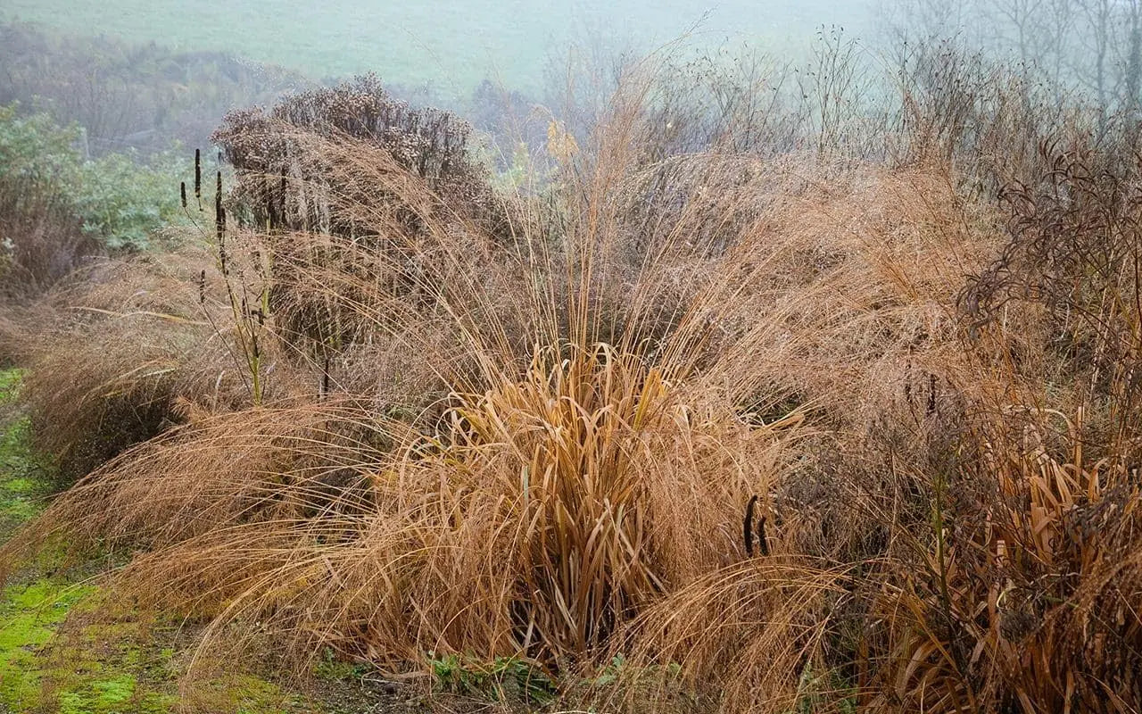Molinia arundinacea 'Transparent', großes Riesen Pfeifengras, Ziergras in Topf, grüne, schilfartige Blätter, Stauden Gänge