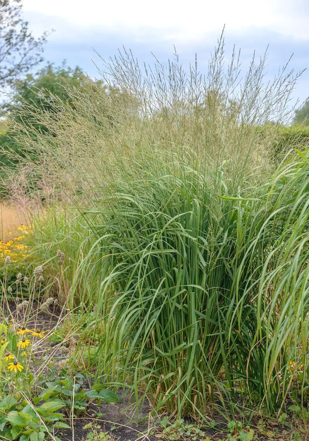 Hohes Pfeifengras Molinia arundinacea 'Windspiel' als Ziergras, mit langen, schilfartigen Halmen und natürlicher Vegetation.