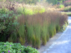 Ziergras Molinia caerulea 'Dauerstrahl' von Stauden Gänge, kleines Pfeifengras mit bläulichem Laub, im Garten.
