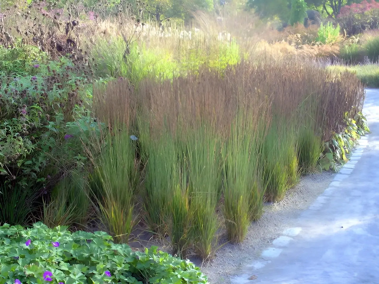 Ziergras Molinia caerulea 'Dauerstrahl' von Stauden Gänge, kleines Pfeifengras mit bläulichem Laub, im Garten.