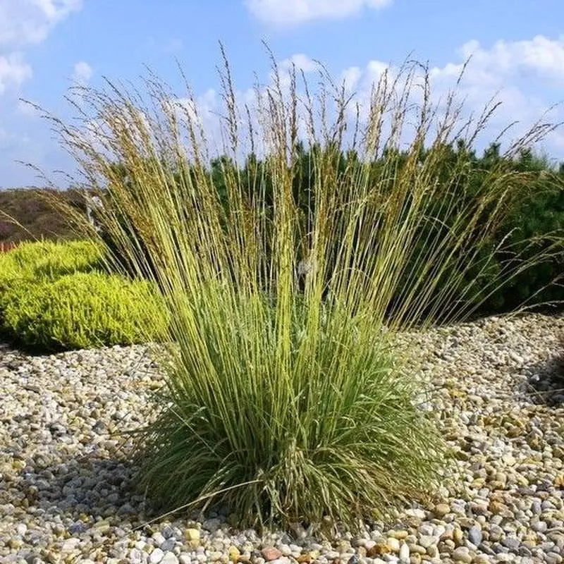 Ziergras Molinia caerulea 'Dauerstrahl' mit schmalen, bläulichen Halmen, dekoratives Kleines Pfeifengras von Stauden Gänge