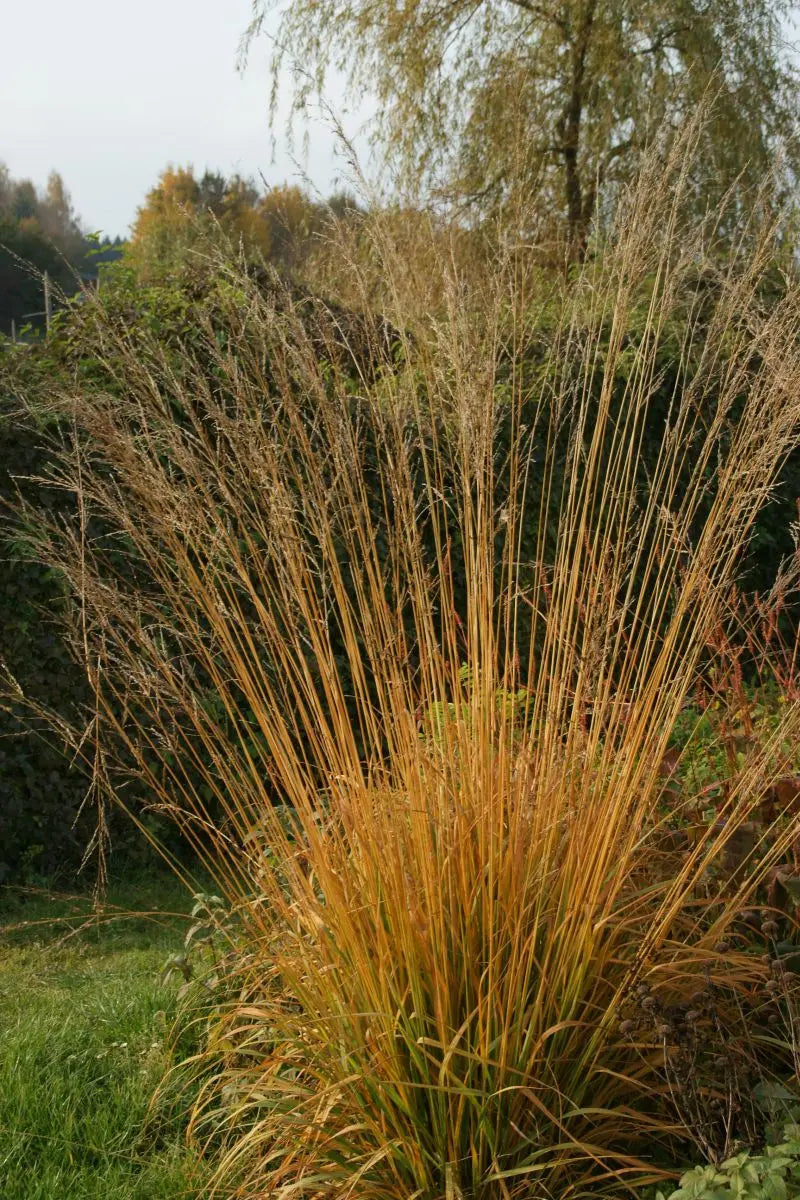 Ziergras Molinia caerulea 'Dauerstrahl' von Stauden Gänge, kleines Pfeifengras mit dünnen, bläulichen Halmen im Garten.