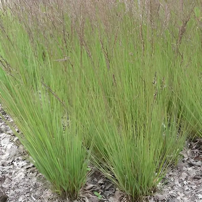 Ziergras Molinia caerulea 'Edith Dudszus' mit feinen, bläulichen Halmen, Stauden Gänge, als dekoratives Gartenpflanze.