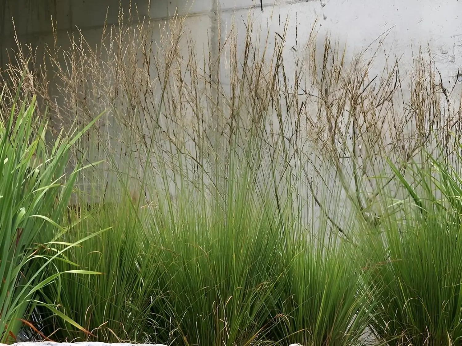 Ziergras Molinia caerulea 'Edith Dudszus' von Stauden Gänge, mit feinen, bläulichen Gräsern im Garten.